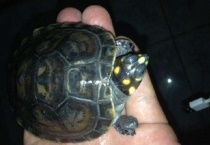 黄头龟腐皮能自愈吗？