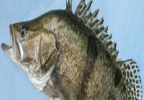 桂鱼怎么钓上鱼快？详细如下