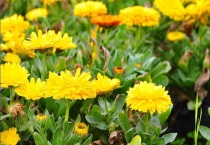 菊花买回家就蔫了咋救