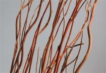 龙柳枝的水养多久？