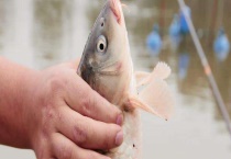 夏季钓鲤鱼怎么选钓位？选择这些地方的原因是什么？