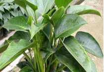 红金钻与金钻花有哪些不同 附金钻花的养殖多久？