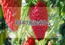 新手种大棚适合种什么？