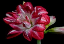 朱顶红几月份剪叶子