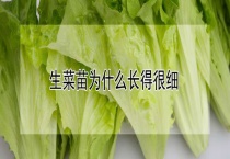 生菜苗为什么长得很细