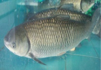 草鱼吃什么食物？附饵料选用