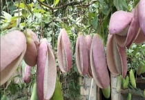 野香蕉是香蕉吗？野香蕉的功效