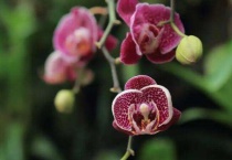 蝴蝶兰的花苞变红干瘪