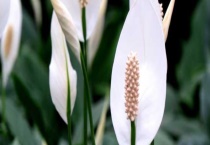 白掌和万年青的区别？ 附白掌的别称