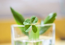 四叶草的含义是什么？