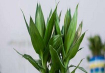 观音竹水培的方法 注意不能放在空调的出风口