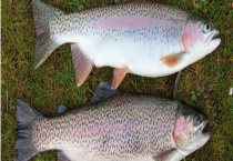 三文鱼和大马哈鱼的区别？ 它们的产地分别在哪里