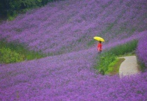 南京薰衣草园开花时间