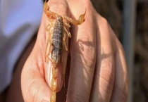 被蝎子蛰了怎么处理 有哪些症状