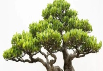 榕树盆景多少钱一盆？附榕树盆景的种类及养殖多久？