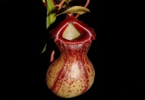 什么是葫芦猪笼草