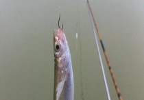 钓白条的饵料和技巧 竿越轻越理想