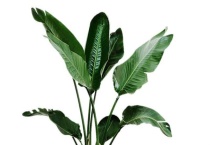 芭蕉叶有毒吗？