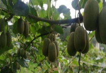 奇异果结果需要几年 附奇异果的生长环境