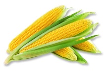 玉米怎么播种种子