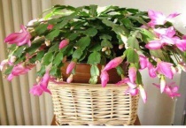 叶仙嫁接蟹爪兰几月份合适