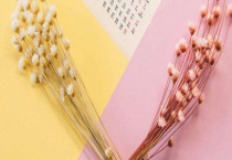 干花需要水养吗？