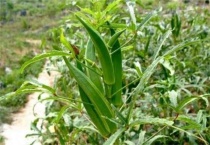 一亩秋葵的利润有多少？