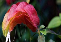 虾衣花有毒吗？