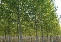 白榆种子长什么样