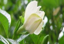 栀子花叶子发黑怎么办？附叶子发黑的原因？