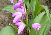 白芨的开花时间 种白芨的风险有哪些？