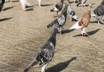 鸽子养殖设备怎么选择 用竹制成笼养式鸽笼