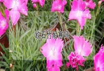 欧石竹耐寒吗？