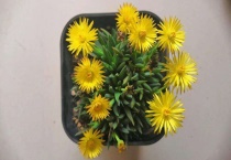 多肉植物黄花照波怎么养