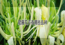 爬藤花卉有哪些品种