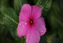 长春花有毒吗 能养在家里吗 有什么作用