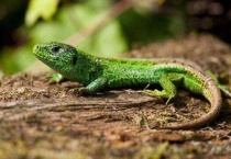 蜥蜴和壁虎的区别？