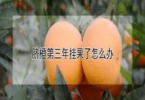 脐橙第三年挂果了怎么办？