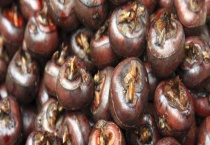 荸荠是水果还是蔬菜 怎么去皮比较快