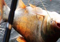 钓鲢鳙饵料配方及钓法 附钓鱼适期