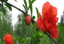 花石榴是常绿植物还是落叶植物 花石榴和果石榴的区别？