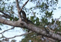 从树上剪下来的树枝怎么养活