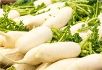 萝卜的种植多久？