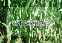 玉米叶片发黄原因及防治多久？
