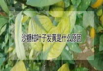 沙糖桔叶子发黄是什么原因？
