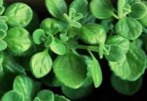 喷喷香植物怎么养