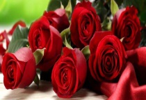 玫瑰花苗多少钱一株 玫瑰花苗繁殖多久？