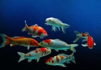 鱼会吃蝌蚪吗？