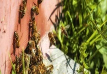 美洲幼虫腐臭病(烂子病) 具体资料有哪些？