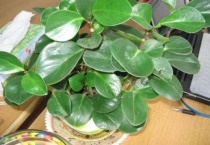 防辐射的植物盆栽有哪些？